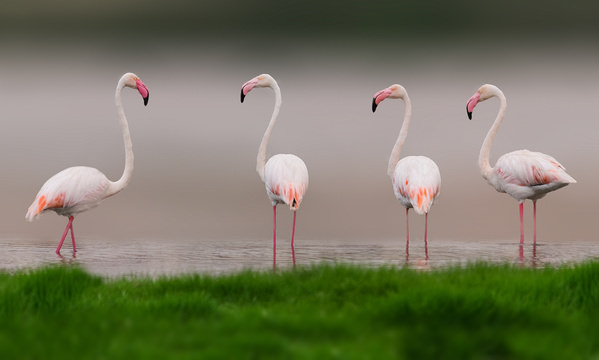 Photograph Khalid Faraj Wdaihi Flamingos on One Eyeland
