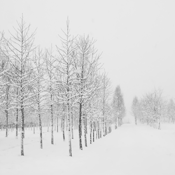 Photograph Renate Wasinger Winterforest on One Eyeland