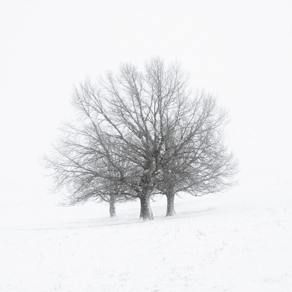 Photograph Evgeny Ivanov Oaks Winter on One Eyeland
