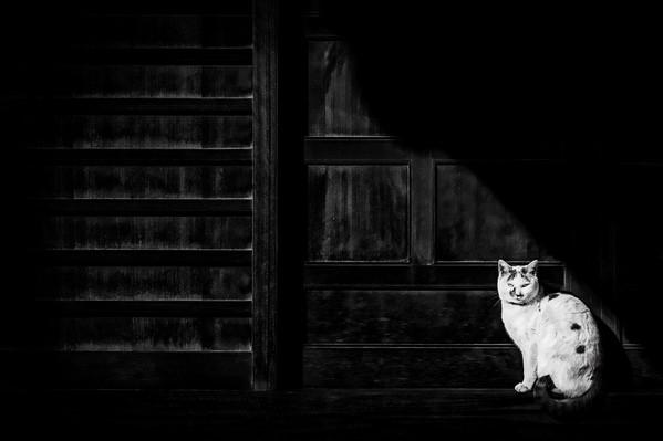Photograph Gary E Karcz Temple Cat on One Eyeland