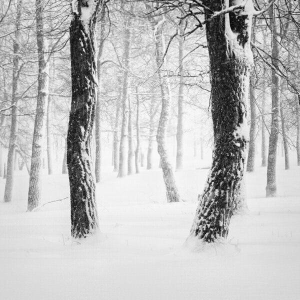 Photograph Evgeny Ivanov Forest In The Snow on One Eyeland