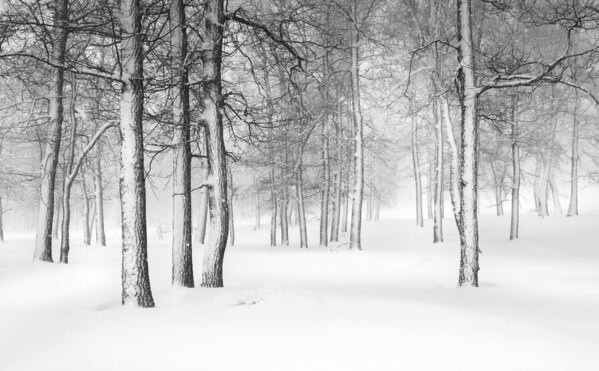 Photograph Tatiana Biriukova Winter Forest on One Eyeland