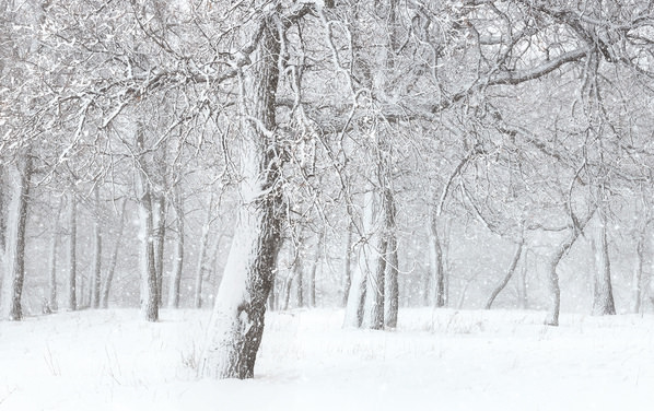 Photograph Tatiana Biriukova Winter Oak Tree on One Eyeland