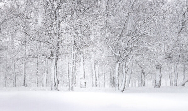 Photograph Tatiana Biriukova Winter Forest on One Eyeland