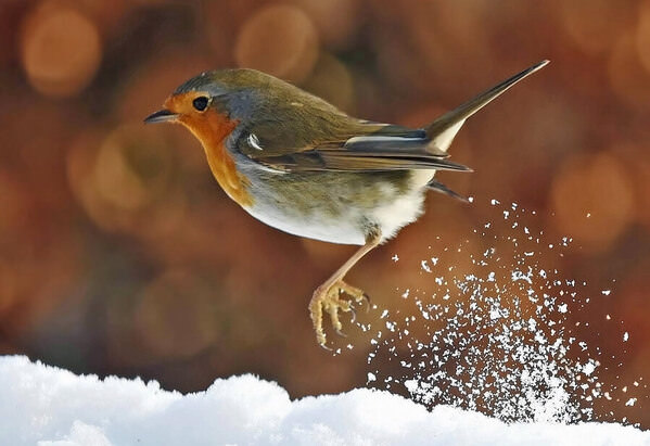 Photograph Laroy Rony Robin on One Eyeland