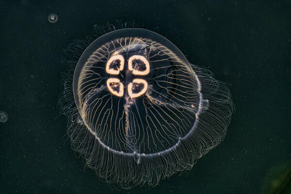 Photograph Vasil Nanev Jellyfish on One Eyeland