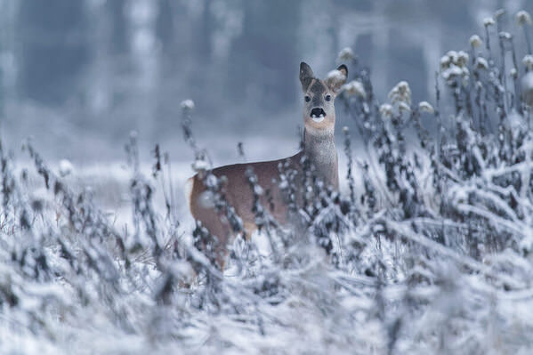 Photograph Damian Stopczynski Winter Roe Deer on One Eyeland