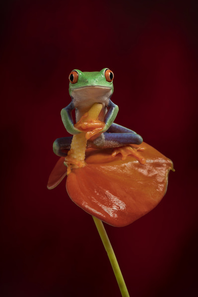 Photograph Angi Wallace Red Eyed Tree Frog on One Eyeland