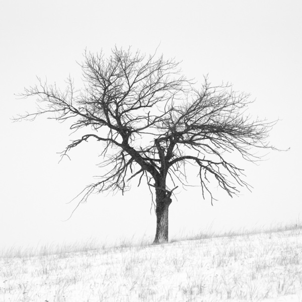 Photograph Tatiana Biriukova Winter Tree on One Eyeland