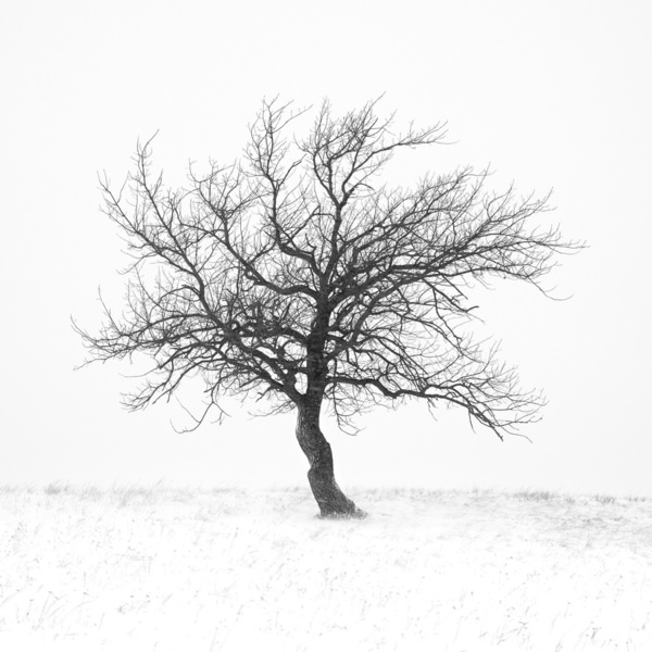 Photograph Tatiana Biriukova Tree on One Eyeland