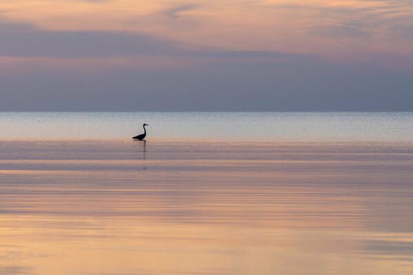 Photograph Zahra Nouri Bird on One Eyeland