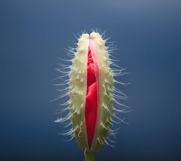 Photograph Panagiotis Dalagiorgos Beauty Is On The Inside on One Eyeland