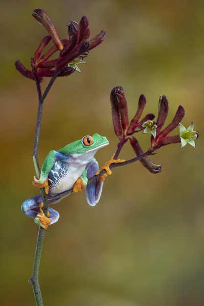 Photograph Angi Wallace Red Eyed Tree Frog on One Eyeland