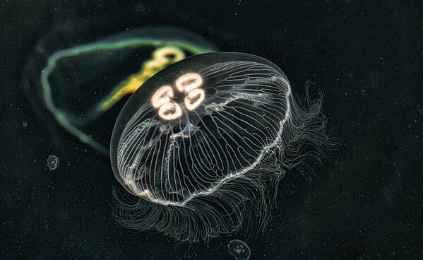 Photograph Vasil Nanev The World Of Jellyfishes on One Eyeland