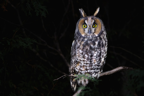 Photograph Tin Sang Chan Eastern Screech Owl Staring on One Eyeland