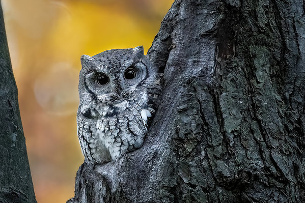 Photograph Tin Sang Chan Eastern Screech Owl Staring on One Eyeland