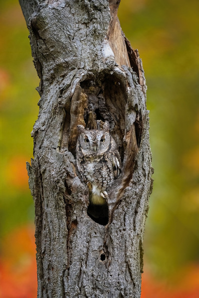 Photograph Tin Sang Chan Screech Owl In The Tree Hole on One Eyeland