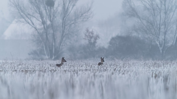 Photograph Damian Stopczynski Frosty Morning on One Eyeland