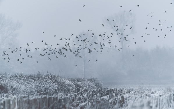 Photograph Damian Stopczynski Goldfinch on One Eyeland