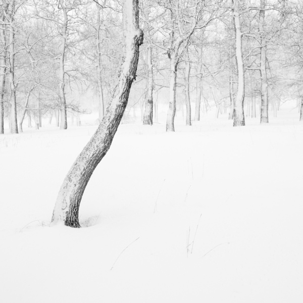 Photograph Evgeny Ivanov Not Like Everyone Else on One Eyeland