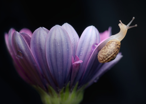 Photograph Panagiotis Dalagiorgos Reach For The Sky on One Eyeland