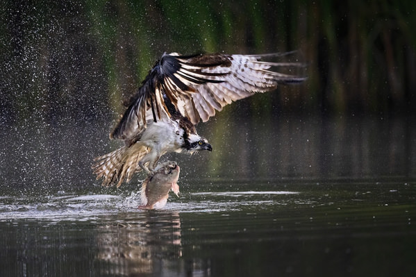 Photograph Tin Sang Chan Osprey Catch Fish on One Eyeland