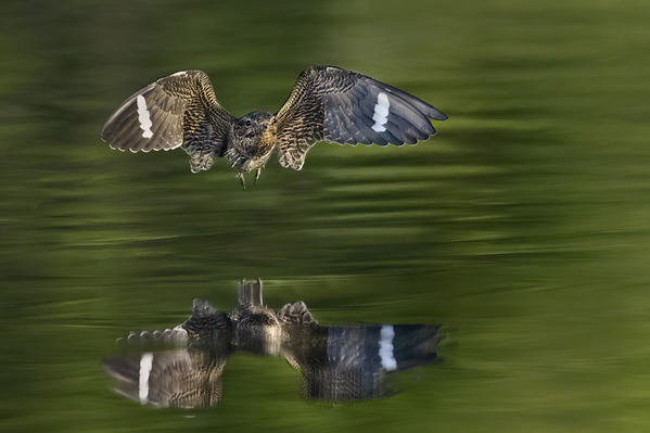 Photograph Tin Sang Chan Common Nighthawk on One Eyeland