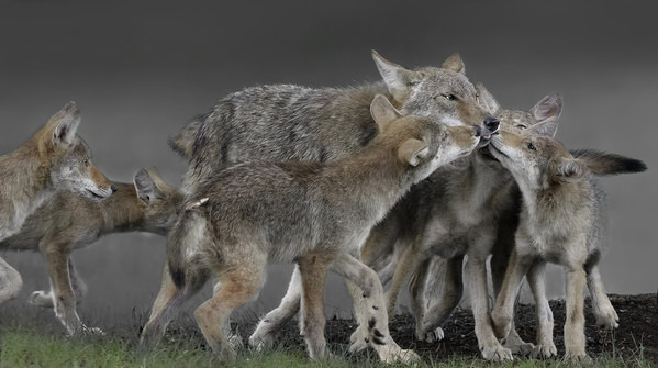 Photograph Tin Sang Chan Coyote Freeting on One Eyeland