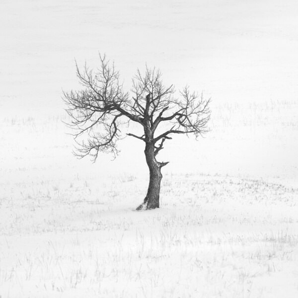 Photograph Tatiana Biriukova Tree on One Eyeland