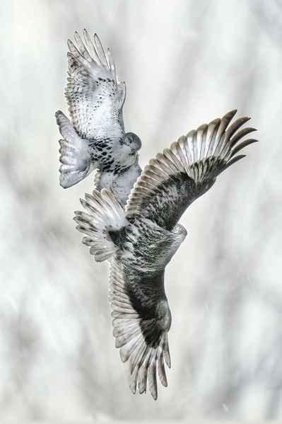 Photograph Tin Sang Chan Red Tailed Hawk Flighting on One Eyeland