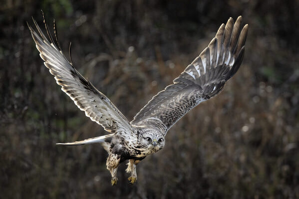 Photograph Tin Sang Chan Rough Legged Hawk on One Eyeland
