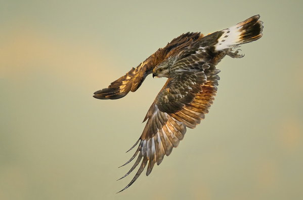Photograph Tin Sang Chan Rough Legged Hawk on One Eyeland