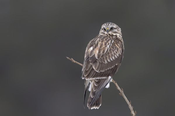 Photograph Tin Sang Chan Rough Legged Hawk on One Eyeland