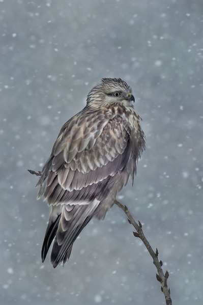 Photograph Tin Sang Chan In Snow Storm on One Eyeland