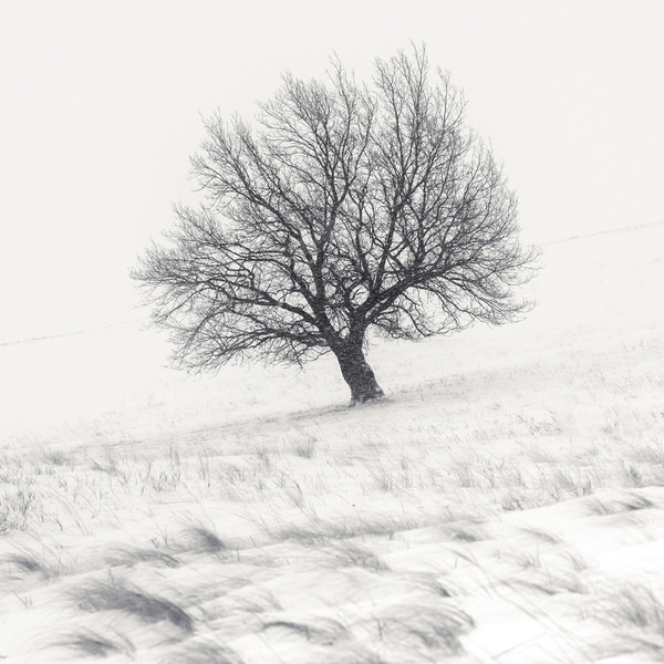 Photograph Tatiana Biriukova Winter Tree on One Eyeland