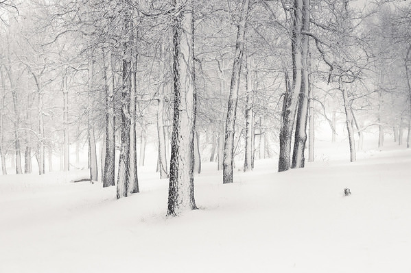 Photograph Tatiana Biriukova Winter Forest on One Eyeland