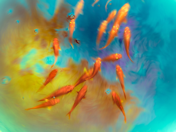 Photograph Poorya Rafiezade Colors on One Eyeland