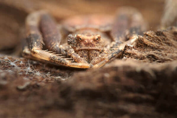 Photograph Panagiotis Dalagiorgos 50 Shades Of Brown on One Eyeland