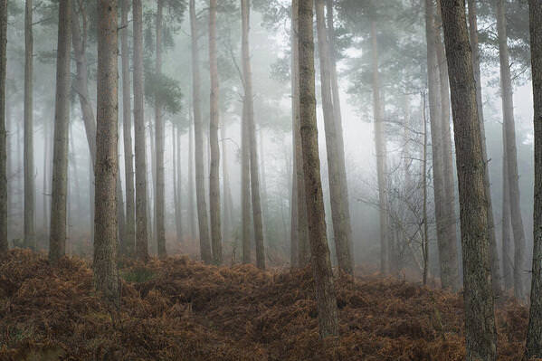 Photograph Angi Wallace Foggy Forest on One Eyeland