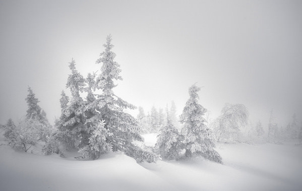 Photograph Tatiana Biriukova Magiv Christmas Trees on One Eyeland