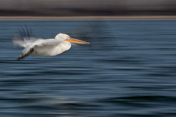 Photograph Vincenzo Iacovoni A Blink Of Wings on One Eyeland