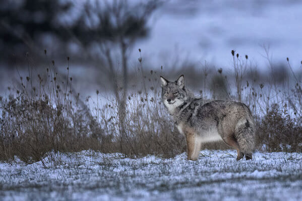 Photograph Tin Sang Chan Coyote Look Back on One Eyeland