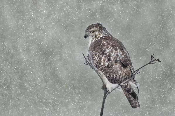 Photograph Tin Sang Chan Red Tail Hawk on One Eyeland