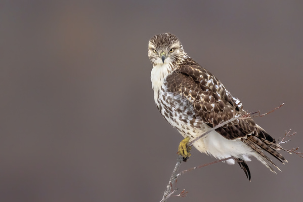 Photograph Tin Sang Chan Red Tail Hawk on One Eyeland