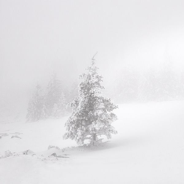 Photograph Tatiana Biriukova White Christmas Tree on One Eyeland