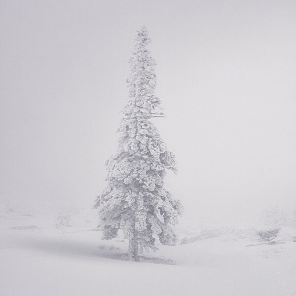Photograph Tatiana Biriukova Christmas Tree on One Eyeland
