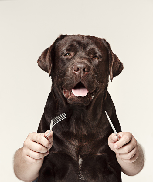 Photograph Lustre Photoproduction Hungry Labrador on One Eyeland