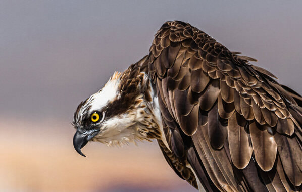 Photograph Khalid Faraj Wdaihi Osprey on One Eyeland