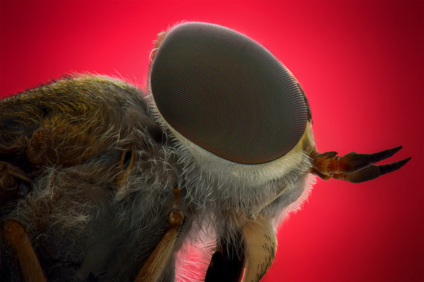 Photograph Khalid Faraj Wdaihi Horse Fly on One Eyeland