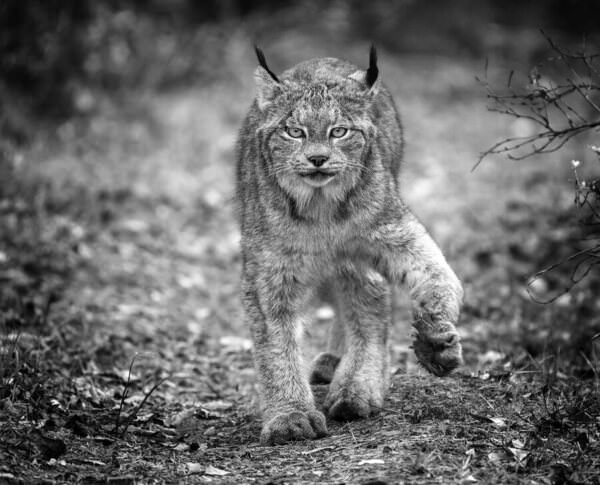 Photograph Mark Duffy Lynx On The Prowl on One Eyeland